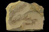 Dawn Redwood (Metasequoia) Fossils - Montana #142571-1